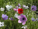Anemone Coronaria
